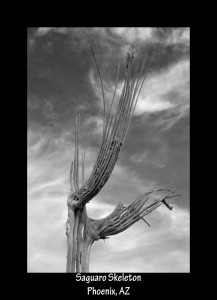 Saguaro Skeleton    